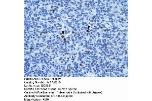 Human Spleen (Annexin A3 antibody  (N-Term))