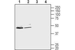 Western blot analysis of human Caco-2 colorectal adenocarcinoma cell line lysate (lanes 1 and 3) and human HepG2 liver hepatocellular carcinoma cell lysate (lanes 2 and 4):1-2.