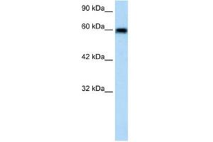 VMD2L2 antibody used at 1. (Bestrophin 4 antibody  (N-Term))