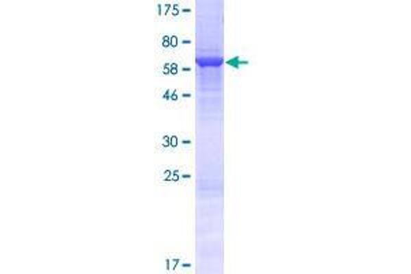 CBWD1 Protein (AA 1-359) (GST tag)