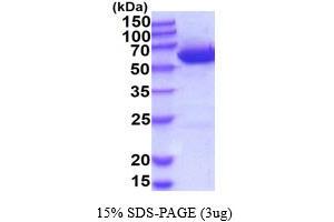 SDS-PAGE (SDS) image for UDP-Glucose 6-Dehydrogenase (UGDH) (AA 1-494) protein (His tag) (ABIN667140) (UGDH Protein (AA 1-494) (His tag))