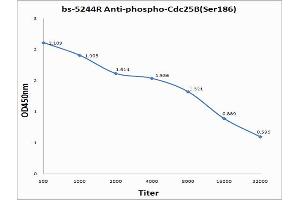 Antigen: 0. (CDC25B antibody  (pSer186))