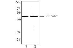 Western Blotting (WB) image for anti-alpha Tubulin (TUBA1) antibody (ABIN2660537) (alpha Tubulin antibody)