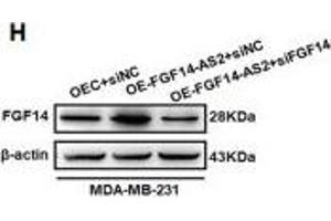Knockdown of FGF14 partly impairs the FGF14-AS2 inhibitory effect on MDA-MB-231 cell migration and invasion. (FGF14 antibody  (AA 1-252))