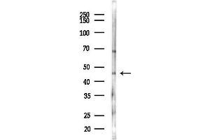 anti-Arrestin, beta 2 (ARRB2) (C-Term) antibody