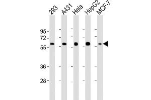 Western Blotting (WB) image for anti-Tumor Protein P53 (TP53) (AA 293-322) antibody (ABIN390204)