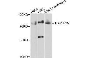 Western blot analysis of extracts of various cell lines, using TBC1D15 antibody (ABIN5999012) at 1/1000 dilution. (TBC1D15 antibody)