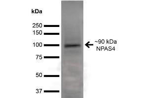 Western Blot analysis of Rat Brain showing detection of ~90 kDa NPAS4 protein using Mouse Anti-NPAS4 Monoclonal Antibody, Clone S408-79 (ABIN6932481). (NPAS4 antibody  (AA 597-802) (Atto 488))