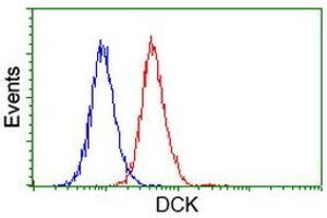 Flow cytometric Analysis of Hela cells, using anti-DCK antibody (ABIN2454439), (Red), compared to a nonspecific negative control antibody, (Blue). (DCK antibody)