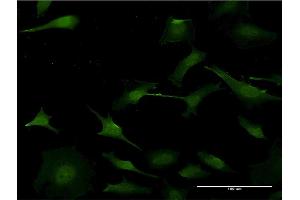 Immunofluorescence (IF) image for anti-Purine-Rich Element Binding Protein A (PURA) (AA 183-292) antibody (ABIN519543)