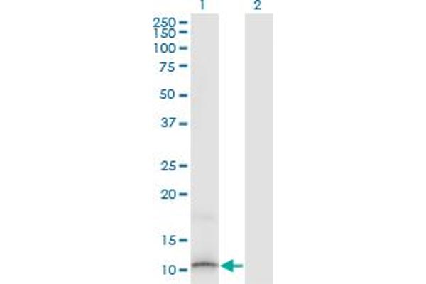 SLURP1 antibody  (AA 25-102)