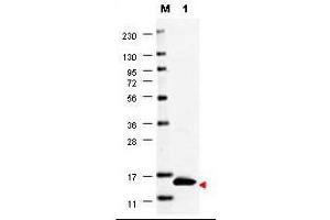 Western blot using  anti-Human GM-CSF antibody shows detection of a band ~15 kDa in size corresponding to recombinant human GM-CSF (lane 1).