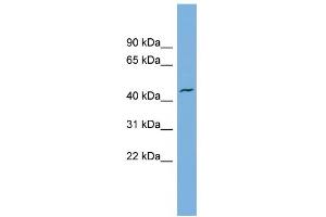 WB Suggested Anti-VAT1 Antibody Titration: 0. (VAT1 antibody  (N-Term))