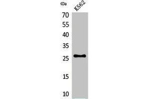 Western Blot analysis of K562 cells using FGF-16 Polyclonal Antibody. (FGF16 antibody  (Internal Region))