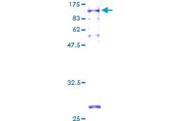 NXF2 Protein (AA 1-626) (GST tag)