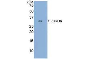 Western blot analysis of recombinant Human LAB7-2. (CD86 antibody  (AA 46-282))