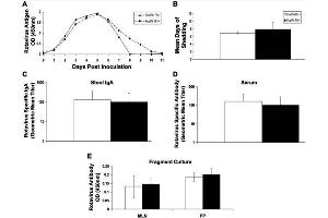 FoxP3+ regulatory T cells are not required for rotavirus clearance or rotavirus specific antibody production. (Guinea Pig Serum Sterile)