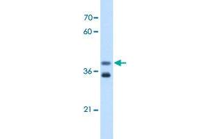 GDE1 antibody  (N-Term)