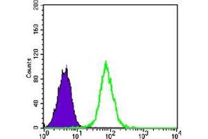 Flow cytometric analysis of K562 cells using GYS1 mouse mAb (green) and negative control (purple). (Glycogen Synthase 1 antibody)