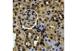 Immunohistochemical analysis of RBFOX3 staining in mouse kidney formalin fixed paraffin embedded tissue section. (NeuN antibody)