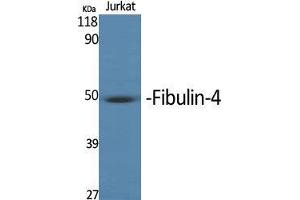 Western Blot (WB) analysis of specific cells using MNT Polyclonal Antibody.