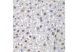 Immunohistochemistry of paraffin-embedded mouse liver using U2 antibody (ABIN6130748, ABIN6149754, ABIN6214722 and ABIN6214724) at dilution of 1:200 (40x lens). (U2AF1 antibody  (AA 1-240))