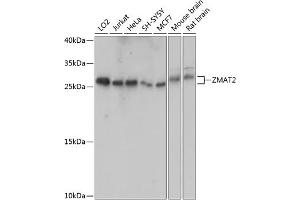 Western blot analysis of extracts of various cell lines, using ZM antibody (ABIN7271560) at 1:1000 dilution. (ZMAT2 antibody  (AA 1-199))