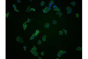 Immunofluorescence staining of Hela cells with ABIN7145214 at 1:100, counter-stained with DAPI.