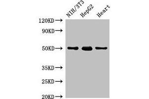 Western Blot Positive WB detected in: NIH/3T3 whole cell lysate, HepG2 whole cell lysate, Rat heart tissue All lanes: GCM2 antibody at 2 μg/mL Secondary Goat polyclonal to rabbit IgG at 1/50000 dilution Predicted band size: 57 kDa Observed band size: 50 kDa (GCM2 antibody  (AA 156-451))