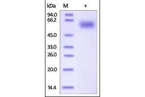 Human IL-1 RAcP, His Tag on SDS-PAGE under reducing (R) condition. (IL1RAP Protein (AA 21-359) (His tag))