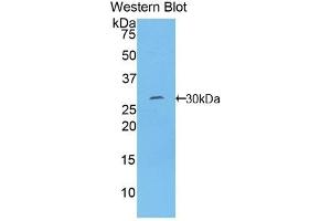 Western Blotting (WB) image for anti-Torsin Family 1, Member B (Torsin B) (TOR1B) (AA 98-327) antibody (ABIN7439570)