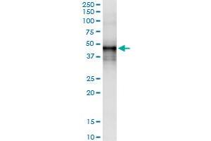 Immunoprecipitation of DNASE2 transfected lysate using anti-DNASE2 MaxPab rabbit polyclonal antibody and Protein A Magnetic Bead , and immunoblotted with DNASE2 purified MaxPab mouse polyclonal antibody (B01P) . (DNASE2 antibody  (AA 1-360))