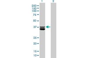 Western Blot analysis of CLYBL expression in transfected 293T cell line by CLYBL MaxPab polyclonal antibody.
