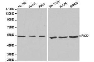 Western Blotting (WB) image for anti-Protein Interacting With Protein Kinase C, alpha 1 (PICK1) antibody (ABIN1874124) (PICK1 antibody)