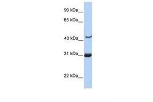 Image no. 1 for anti-Nucleoporin 35kDa (NUP35) (C-Term) antibody (ABIN6739371) (NUP35 antibody  (C-Term))
