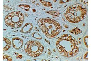 ABIN2613432 (2µg/ml) staining of paraffin embedded Human Kidney.