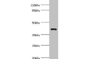 Western blot All lanes: NDRG2 antibody at 4. (NDRG2 antibody  (AA 152-371))