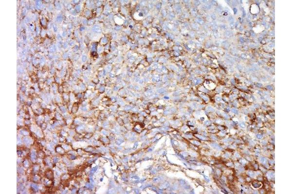 FGFBP2 antibody  (AA 121-220)