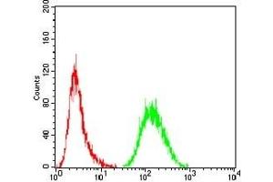 Flow cytometric analysis of Hela cells using MDM2 mouse mAb (green) and negative control (red). (MDM2 antibody)