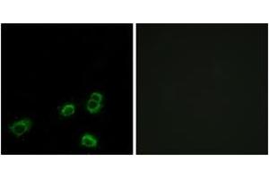 Immunofluorescence (IF) image for anti-Olfactory Receptor, Family 52, Subfamily A, Member 1 (OR52A1) (AA 20-69) antibody (ABIN2891124) (OR52A1 antibody  (AA 20-69))