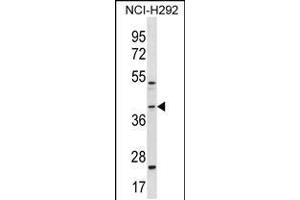 Western blot analysis in NCI-H292 cell line lysates (35ug/lane). (GIPC2 antibody  (C-Term))