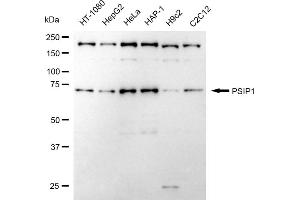 Western blotting analysis using PSIP1 antibody (ABIN7799746).
