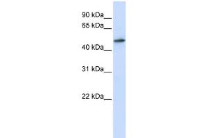 WB Suggested Anti-RNMT Antibody Titration:  0. (RNMT antibody  (N-Term))