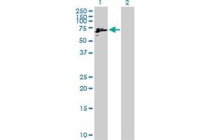 Western Blot analysis of IMPDH2 expression in transfected 293T cell line by IMPDH2 MaxPab polyclonal antibody.