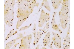 Immunohistochemistry (IHC) image for anti-Histone H2B (AA 1-126) antibody (ABIN3015765)