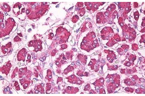 REG1 antibody  (AA 21-36)