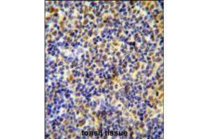 IKZF1 Antibody immunohistochemistry analysis in formalin fixed and paraffin embedded human tonsil tissue followed by peroxidase conjugation of the secondary antibody and DAB staining. (IKZF1 antibody  (C-Term))
