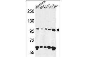 ANKFY1 Antibody (C-term) (ABIN650902 and ABIN2839988) western blot analysis in MDA-M,CEM,MCF-7,Jurkat,Hela cell line lysates (35 μg/lane). (ANKFY1 antibody  (C-Term))