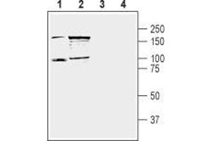 Western blot analysis of mouse (lanes 1 and 3) and rat (lanes 2 and 4) brain lysate: - 1,2. (DPP10 antibody  (C-Term, Extracellular))