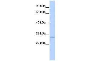 WB Suggested Anti-USE1 Antibody Titration:  0. (UBE2Z antibody  (Middle Region))